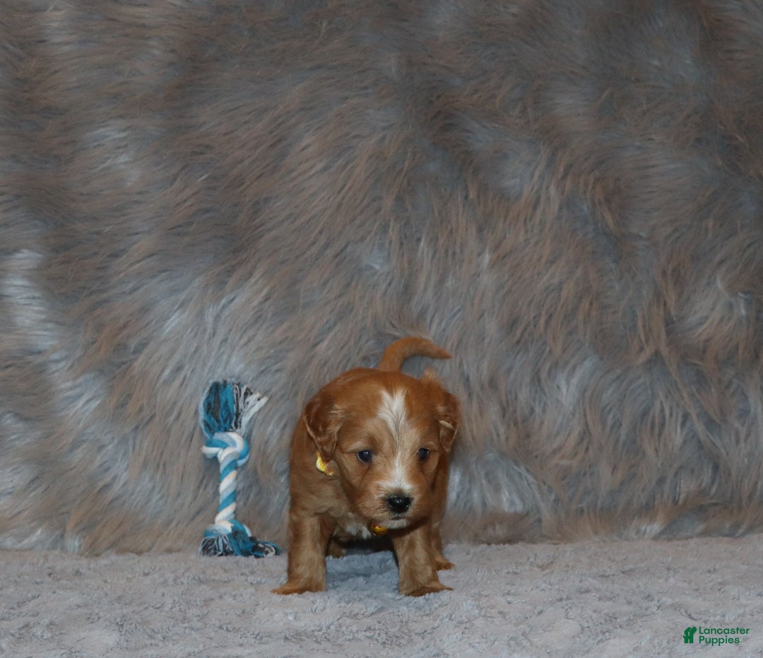 Mini Goldendoodle dogs for sale: Winslow 💙👨‍👨‍👧‍👦💞🐕 - Ad 9