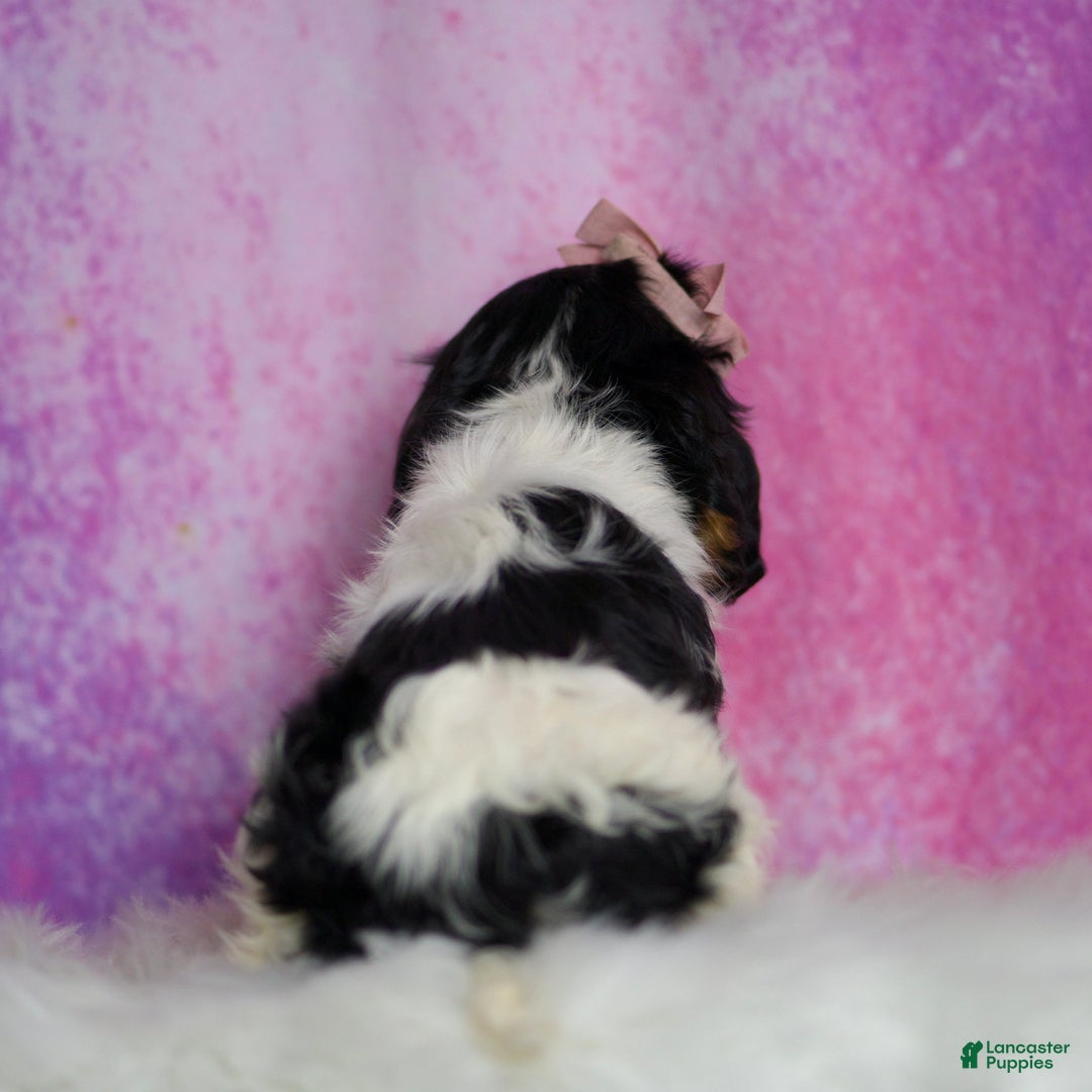 Cavalier King Charles Spaniel dogs for sale: Alice - Ad 9