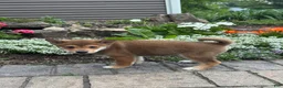 Shiba Inu dogs for sale: Ike - Ad 5