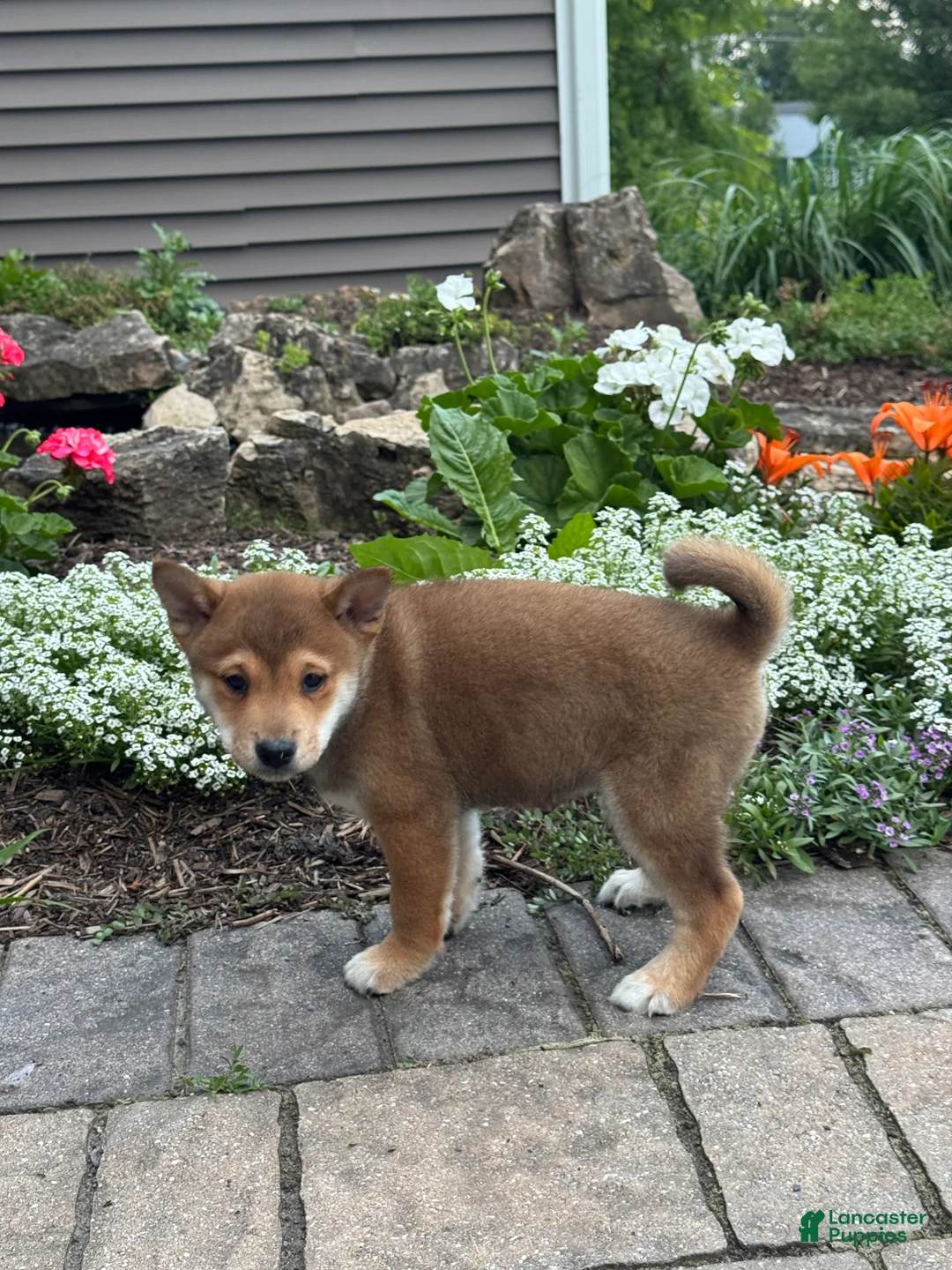 Shiba Inu dogs for sale: Ike - Ad 5