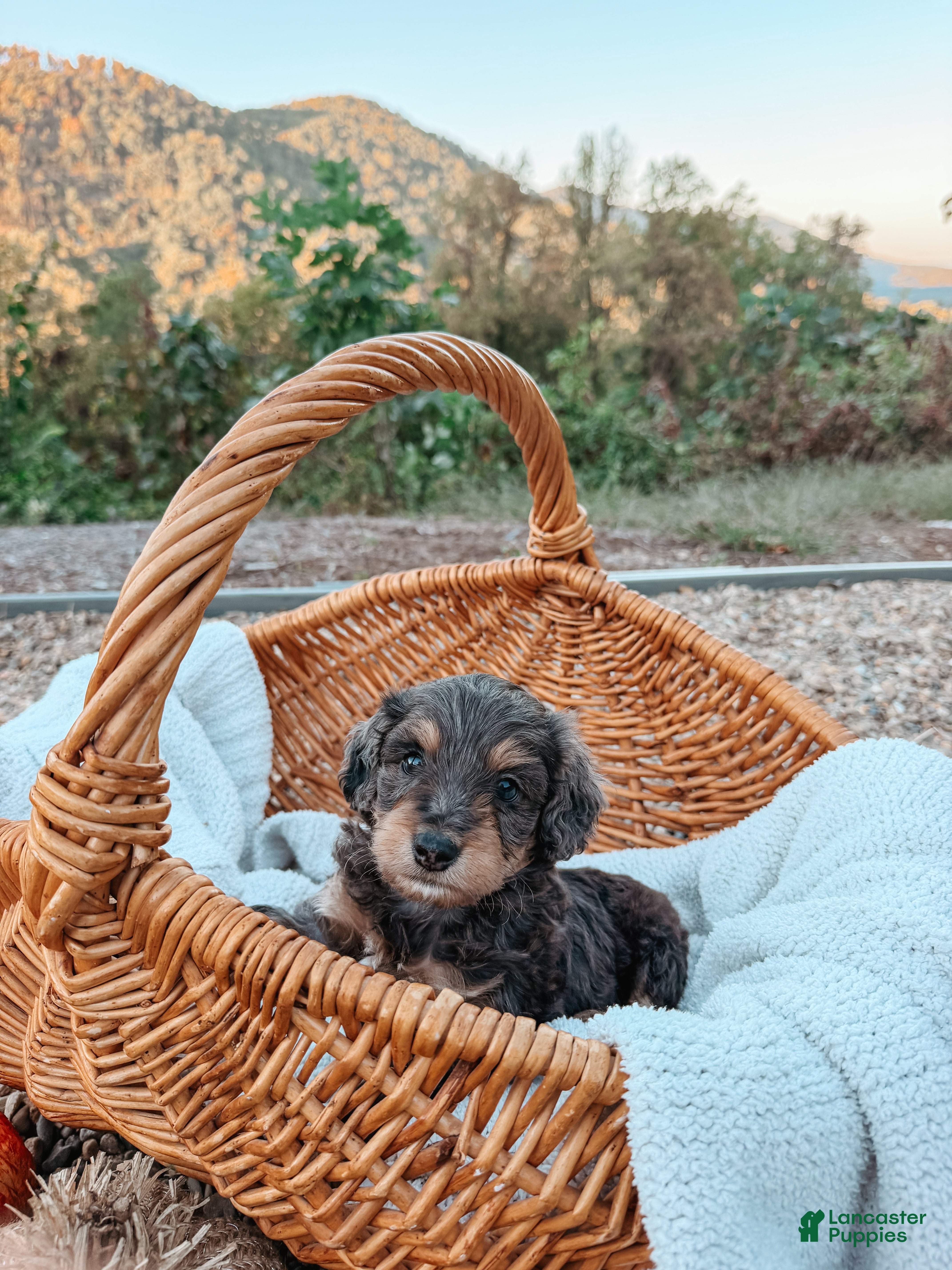 Aussiedoodle dogs for sale: Boone - Ad 4