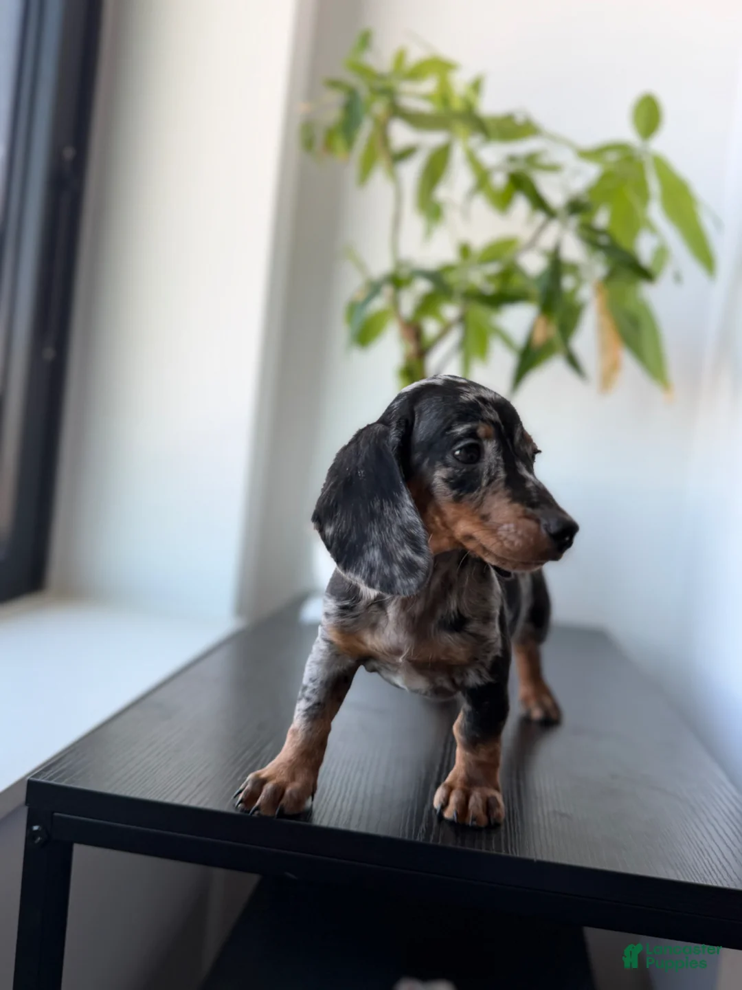 Miniature Dachshund dogs for sale: Chrome - Ad 2