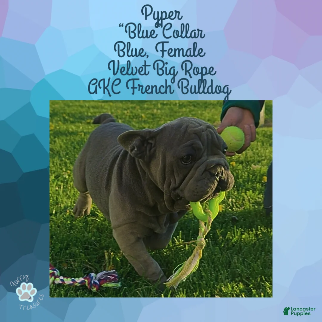 French Bulldog dogs for sale: Pyper “Blue”Collar, Female - Ad 2
