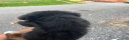 Bernese Mountain Dog dogs for sale: Bernese Mountain Dog f7 - Ad 4