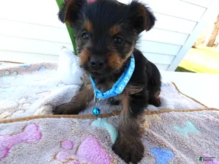 Yorkshire Terrier dogs Yorkshire Terrier Puppy 1 Tommy - Ad 37