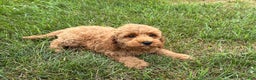 Cockapoo dogs for sale: Terrance - Ad 2