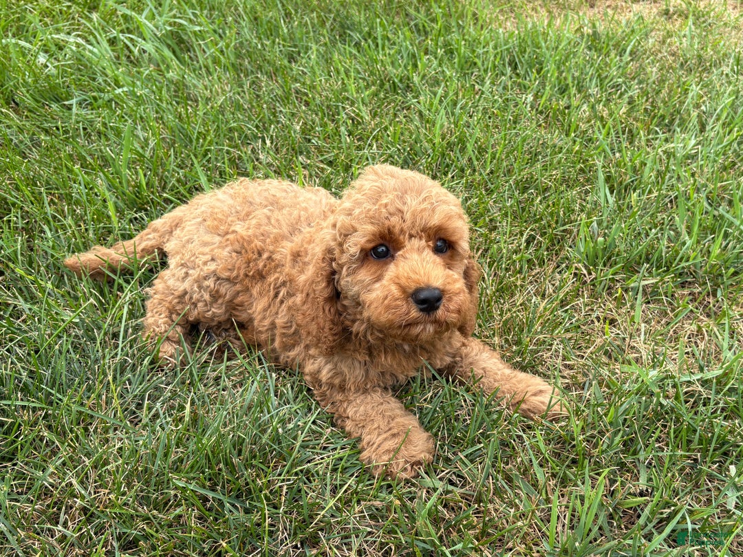 Cockapoo dogs for sale: Terrance - Ad 2