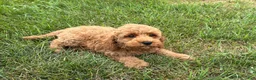 Cockapoo dogs for sale: Terrance - Ad 2