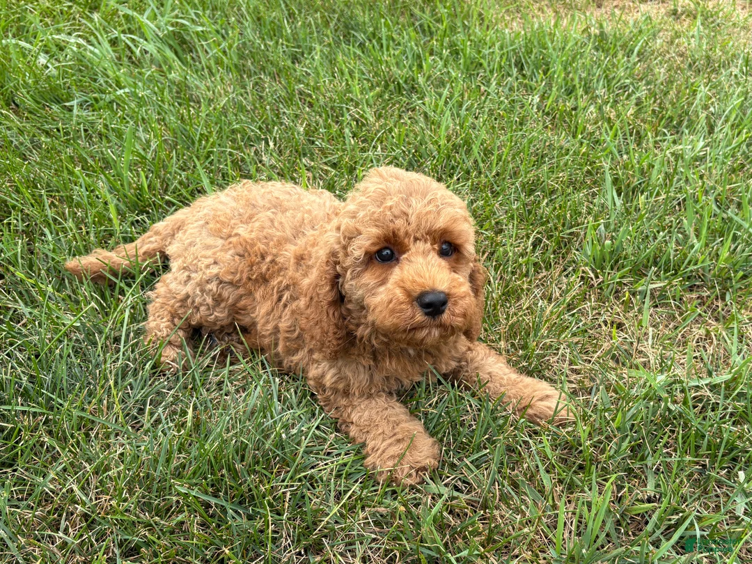 Cockapoo dogs for sale: Terrance - Ad 2