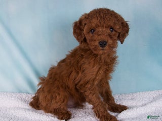 Cavapoo dogs - Ad 28