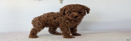 Toy Poodle dogs for sale: Cash - Ad 5