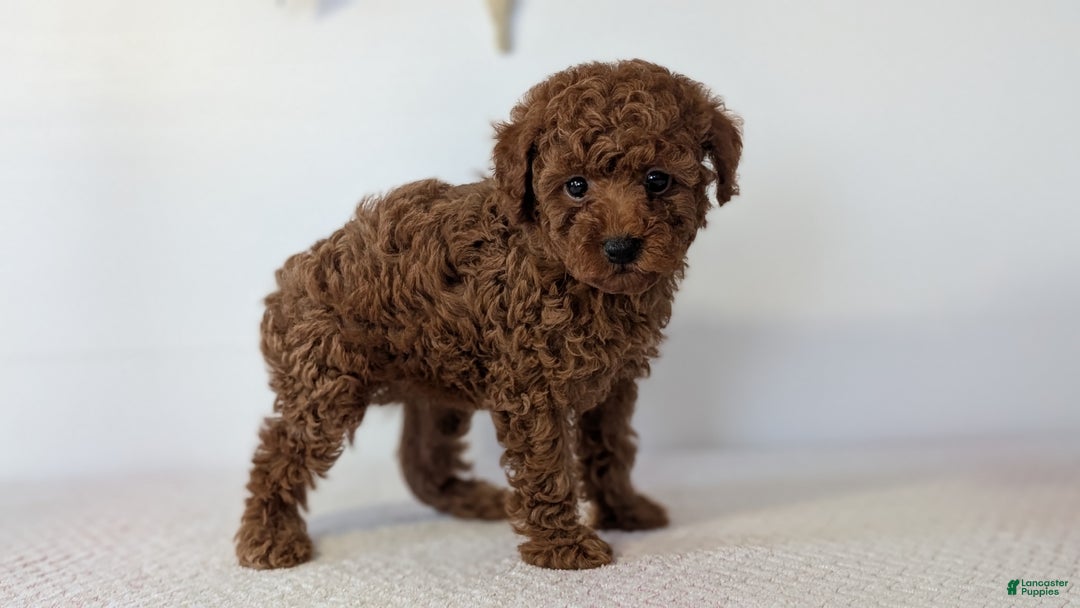 Toy Poodle dogs for sale: Cash - Ad 5