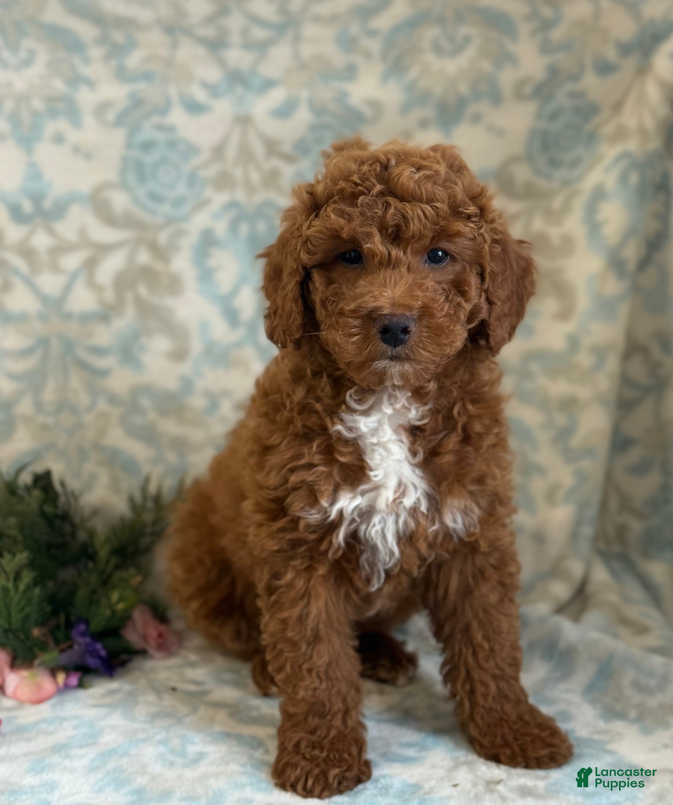 Mini Goldendoodle dogs Blitz - Ad 1