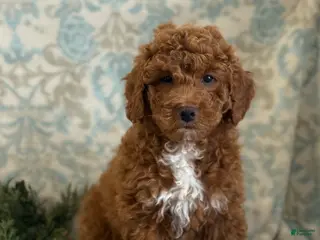Mini Goldendoodle dogs for sale: Blitz - Ad 3