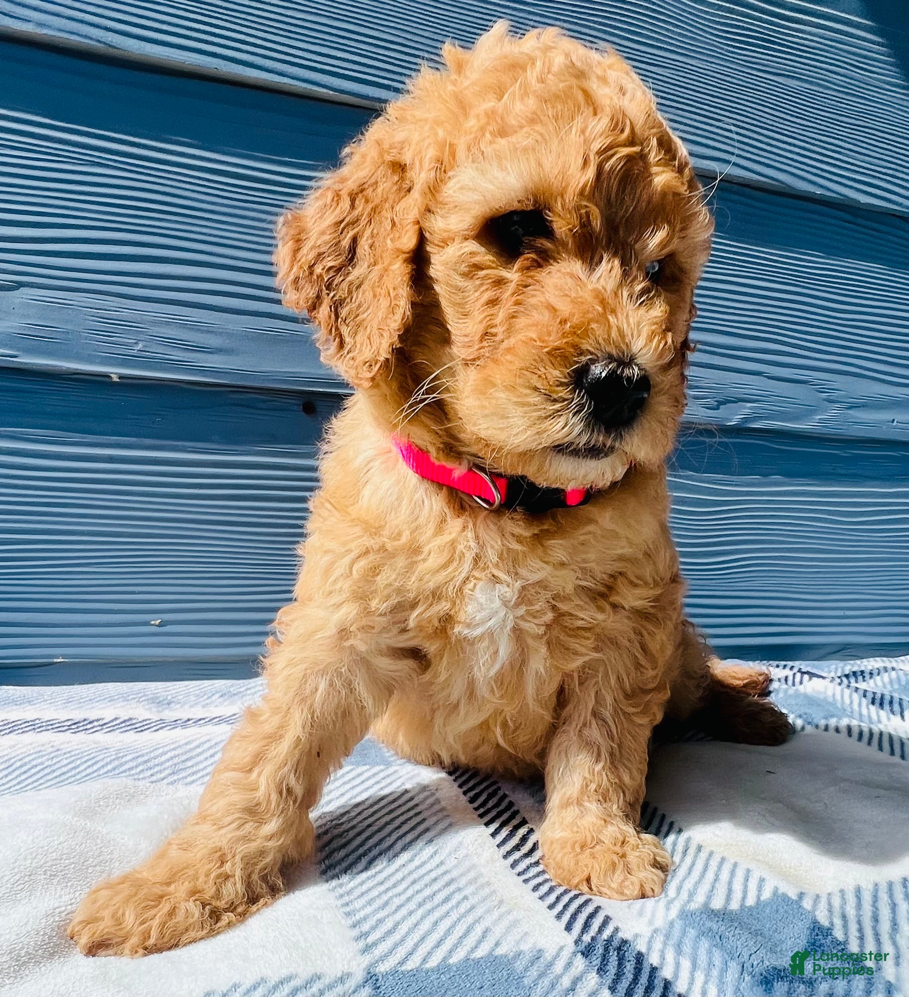 Goldendoodle dogs for sale: The Little Princess - Ad 1