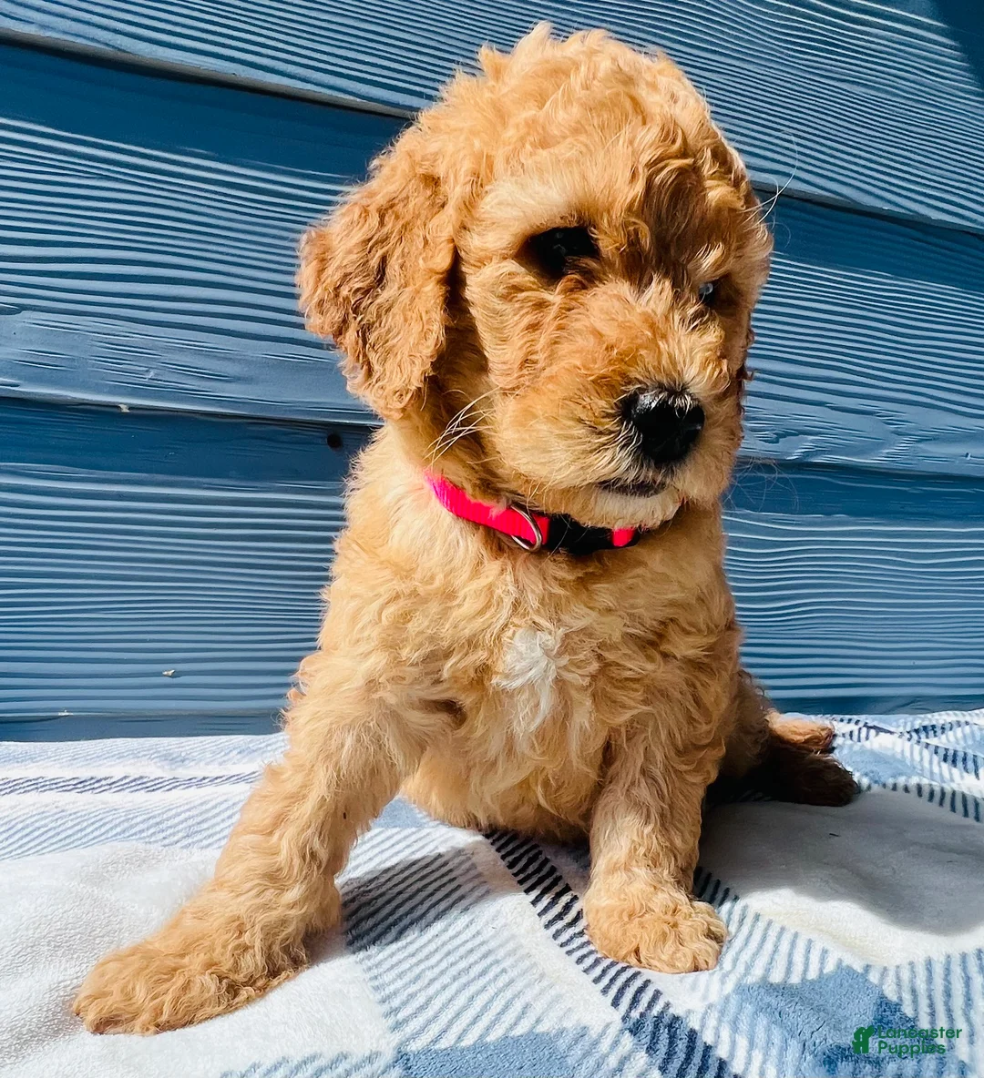 Goldendoodle dogs for sale: The Little Princess - Ad 1