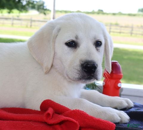Labrador Retriever dogs Tiffany - Champ lines - Ad 2