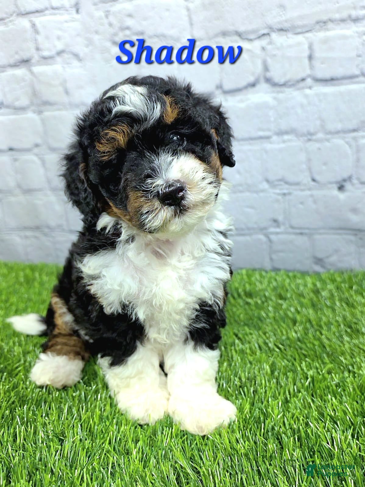 Mini Bernedoodle dogs for sale: Shadow  - Ad 4