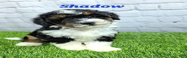 Shadow 