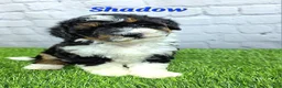 Mini Bernedoodle dogs for sale: Shadow  - Ad 1