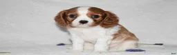 Cavalier King Charles Spaniel dogs for sale: Romeo  - Ad 7
