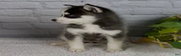 Pomsky dogs for sale: Sabrina - Ad 7