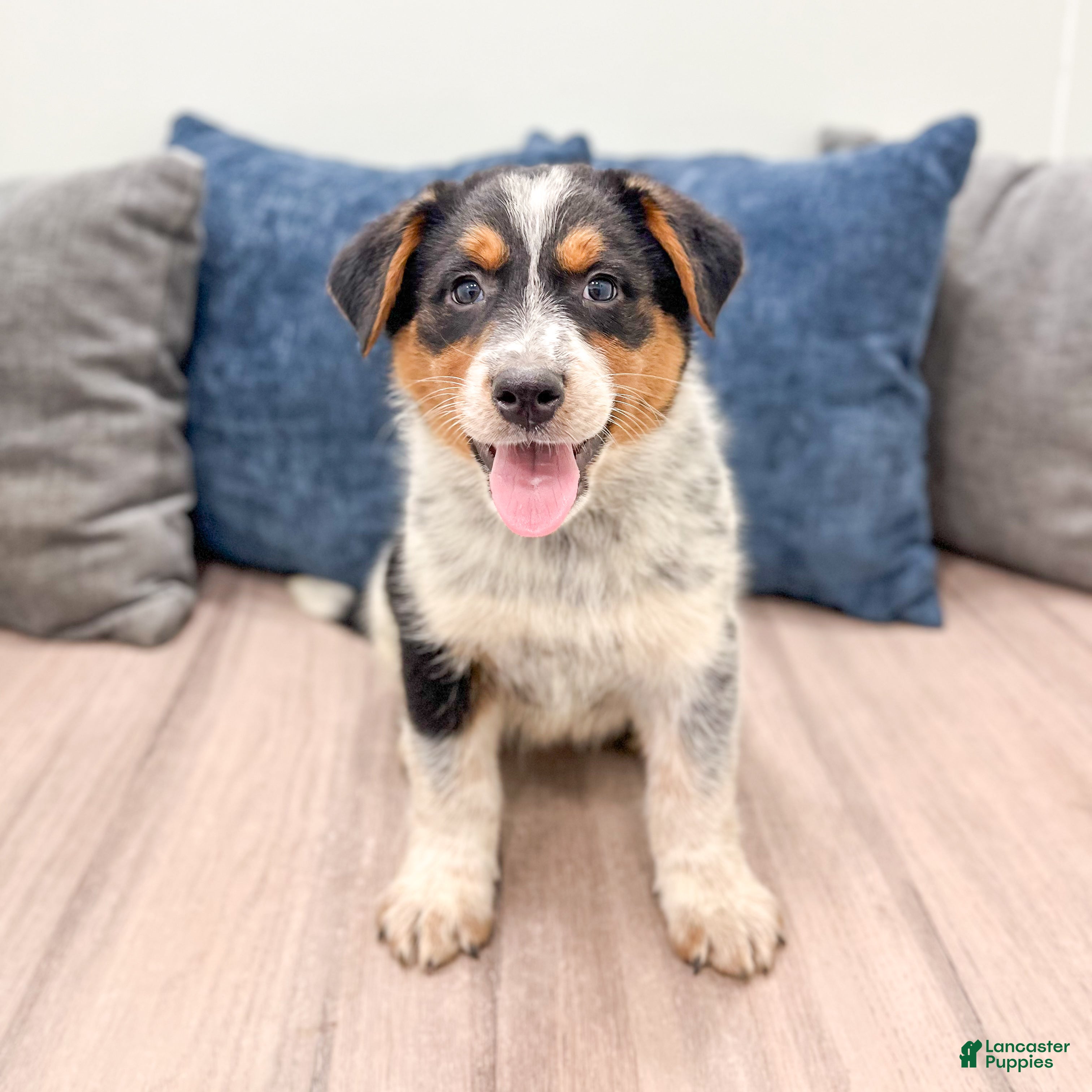 Australian Cattle Dog dogs Rover - Ad 1