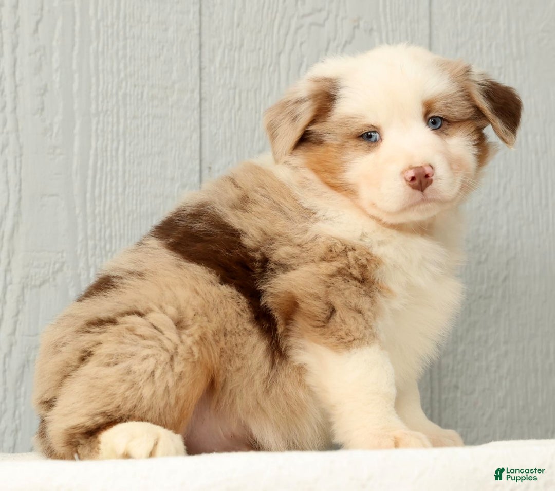 Australian Shepherd dogs for sale: Earl - Ad 6