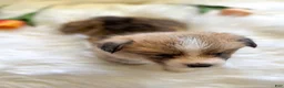 Welsh Corgi Pembroke dogs for sale: Fettucine (Fat Boy) - Ad 9