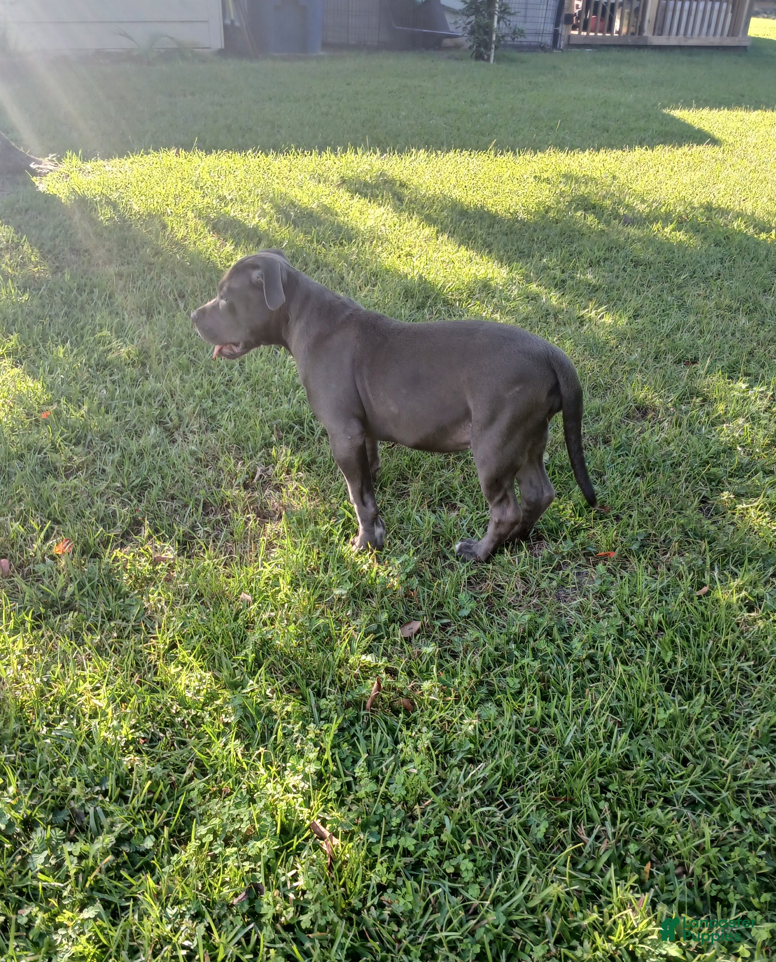 American Bully dogs American Bully 2 - Ad 39