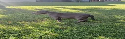 American Bully dogs for sale: American Bully 2 - Ad 1