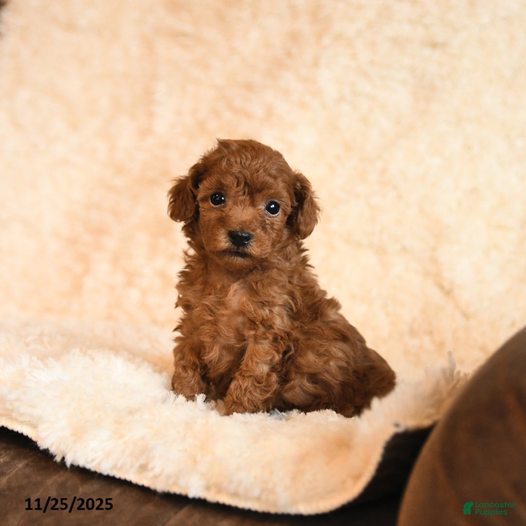 Toy Poodle dogs for sale: Chase - Ad 1