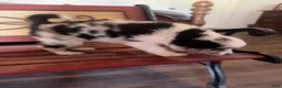 Border Collie dogs for sale: Specks - Ad 3