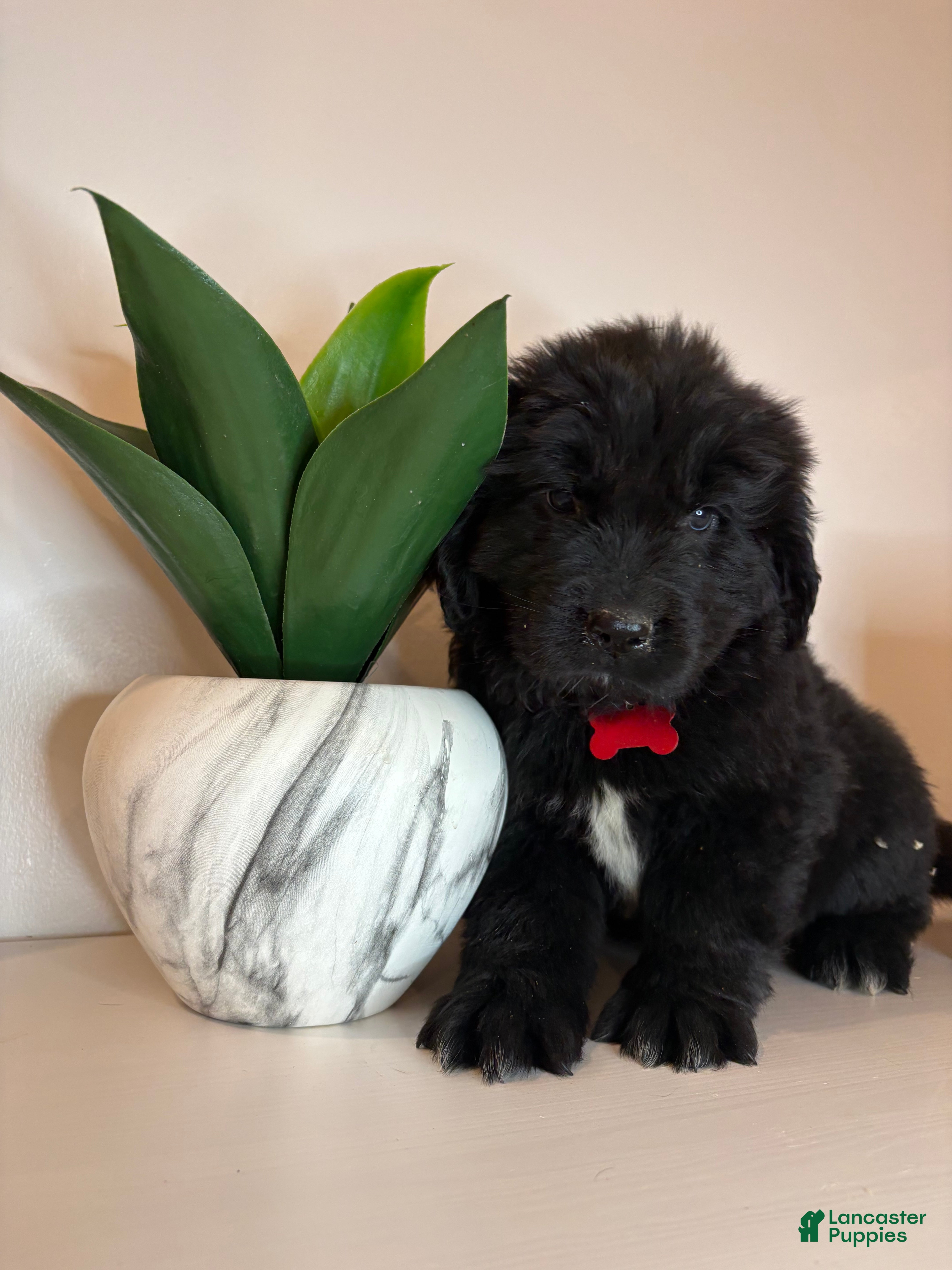 Newfoundland dogs Bae - Ad 26