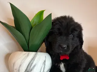 Newfoundland dogs Bae - Ad 26