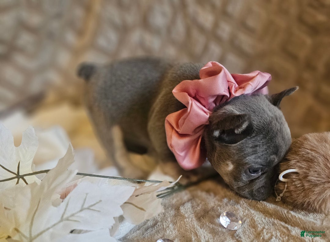 French Bulldog dogs for sale: Velour AKC Fluffy Carrier  - Ad 29