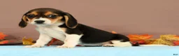 Beagle dogs for sale: Debbie - Ad 3