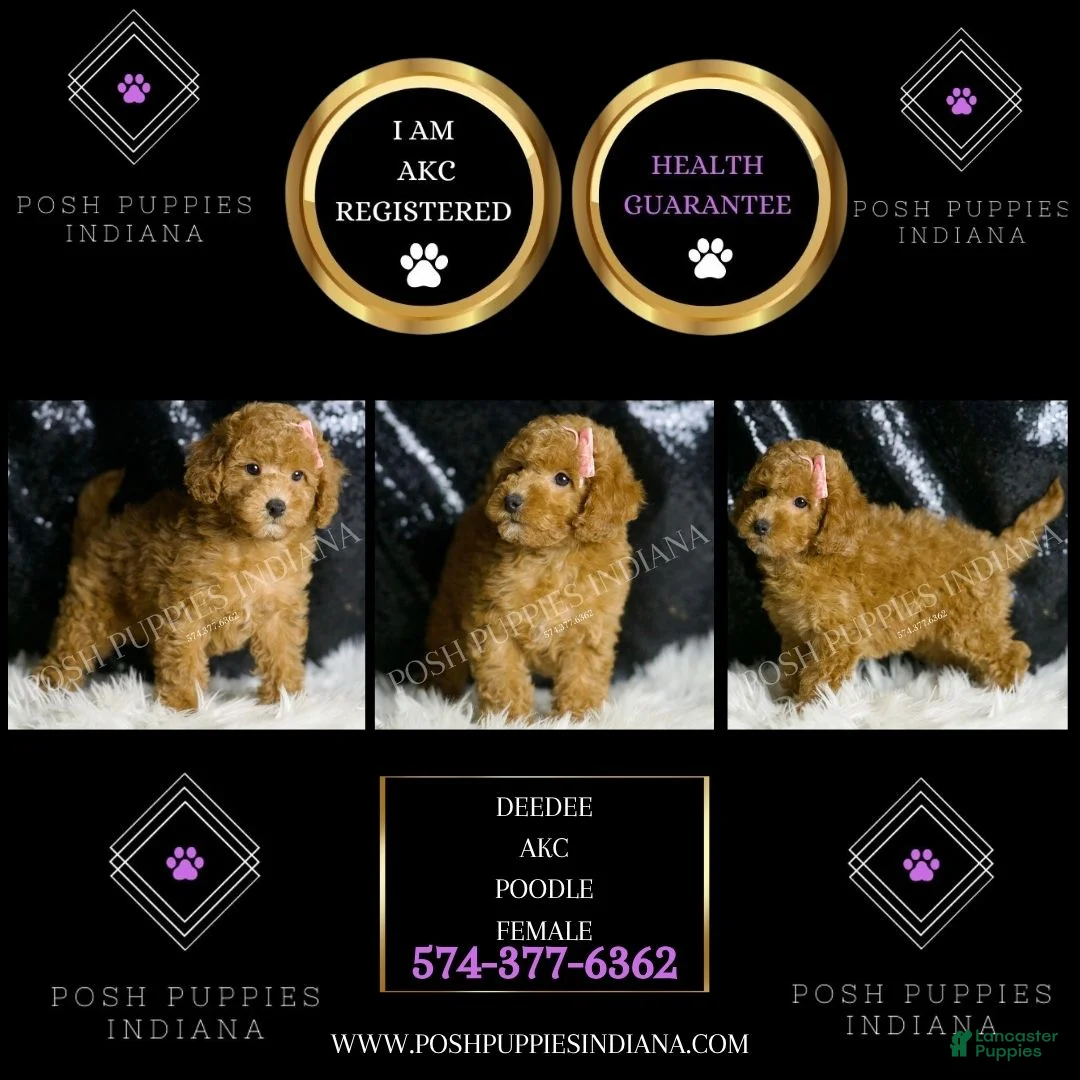 Toy Poodle dogs for sale: DeeDee - Ad 2