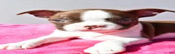 Boston Terrier dogs for sale: Tessa - Ad 5