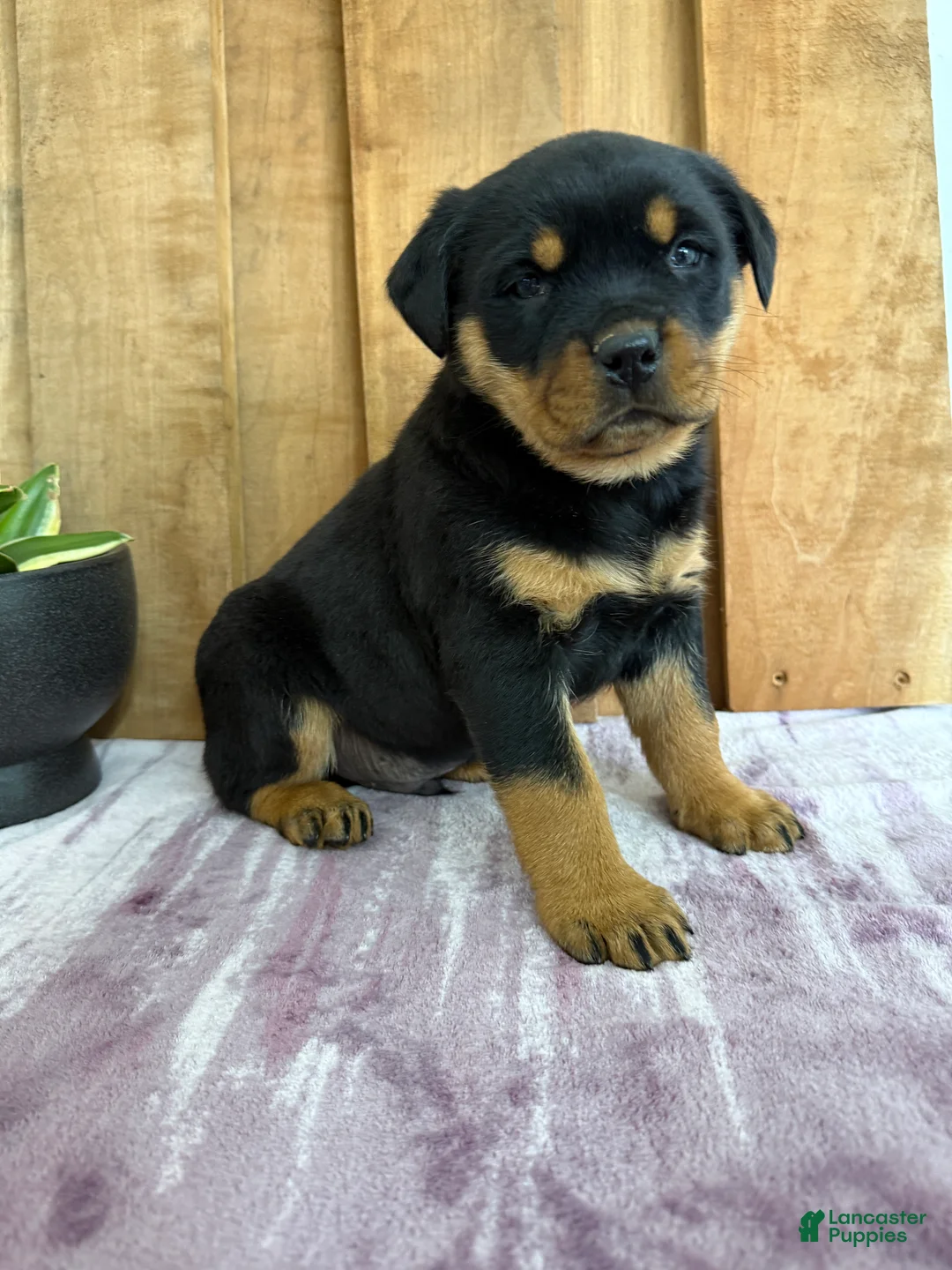 Rottweiler dogs for sale: Lou - Ad 6