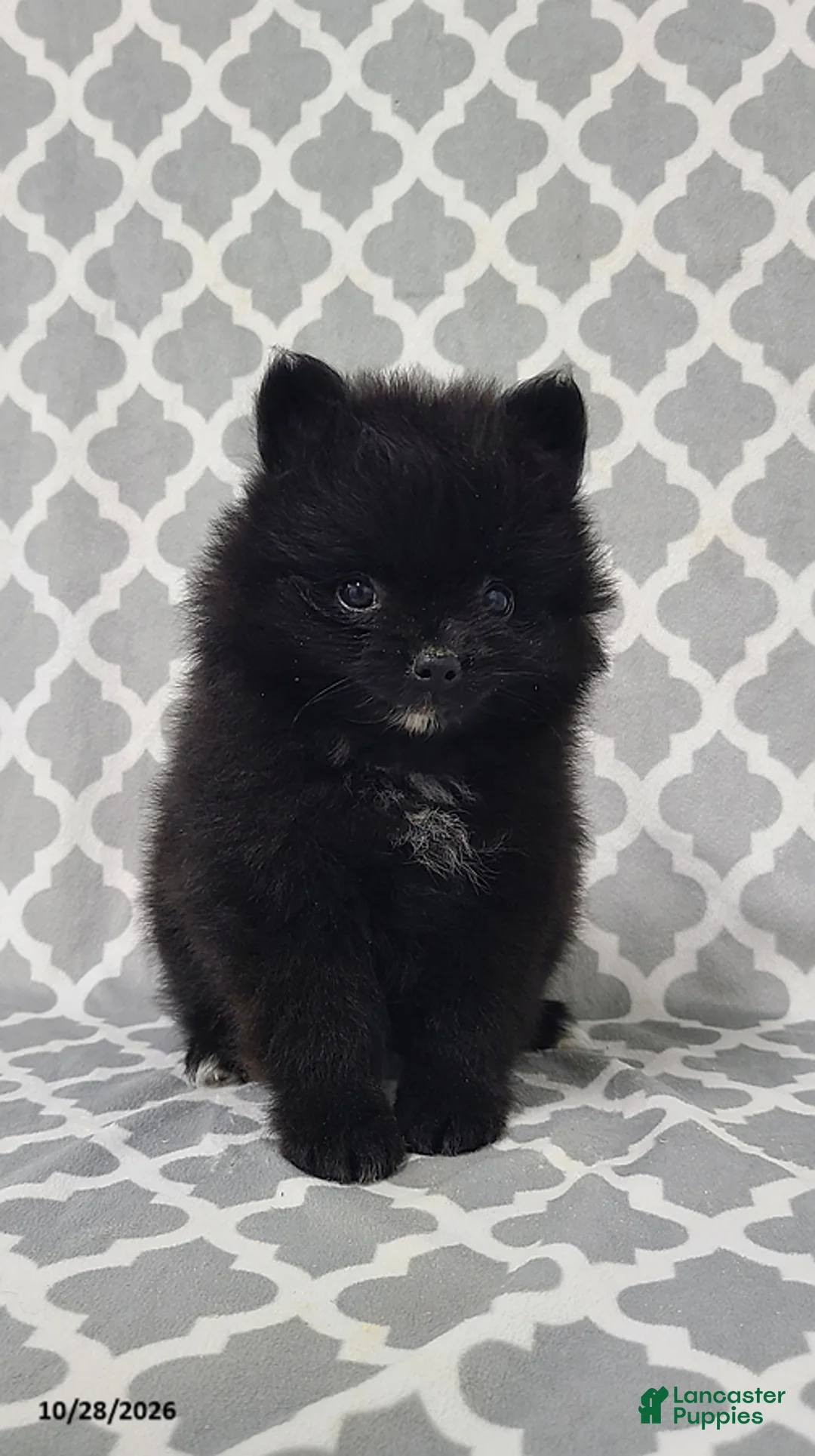 Pomeranian dogs for sale: Karl - Ad 4