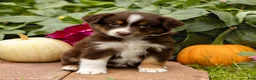 Miniature Australian Shepherd dogs for sale: Kerwin - Ad 1