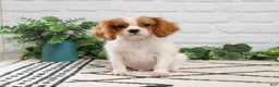 Cavalier King Charles Spaniel dogs for sale: Keanu  - Ad 1