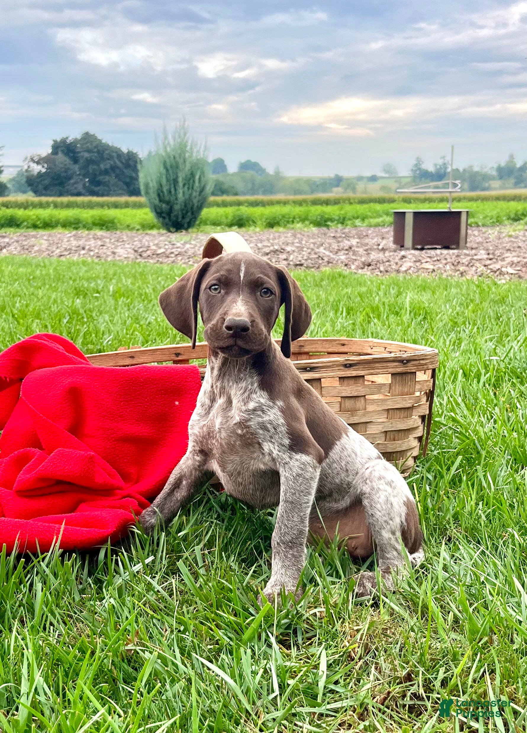 German Shorthaired Pointer dogs Rosalie❤️akc🐾 text or call today - Ad 1