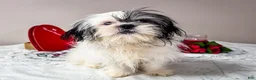 Shih Tzu dogs for sale: Lanceton - Ad 3