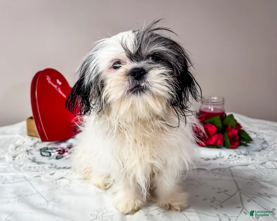 Shih Tzu dogs for sale: Lanceton - Ad 3