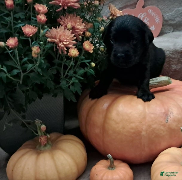 Labrador Retriever dogs for sale: Brown Collar  - Ad 13