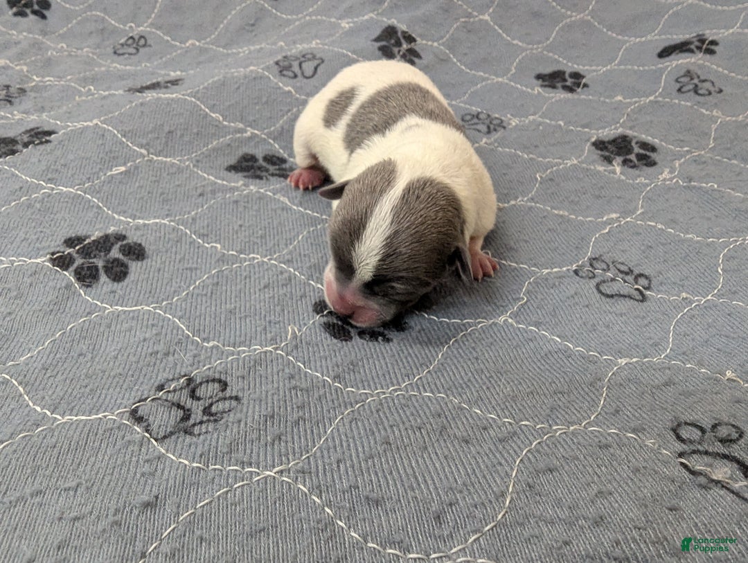 Chihuahua dogs for sale: Olivia  - Ad 1