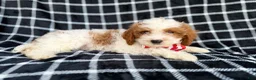 Cavapoo dogs for sale: Boss - Ad 8