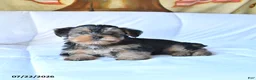 Yorkshire Terrier dogs for sale: Rocky - Ad 1